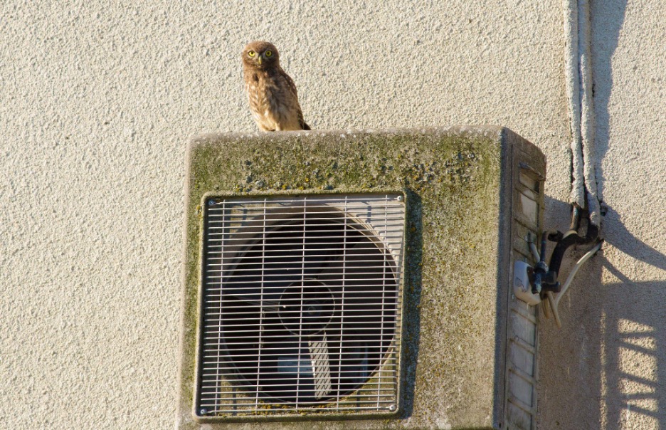 Owl perched on an aging outdoor AC unit with a grime-coated grille, a common AC problem left unchecked